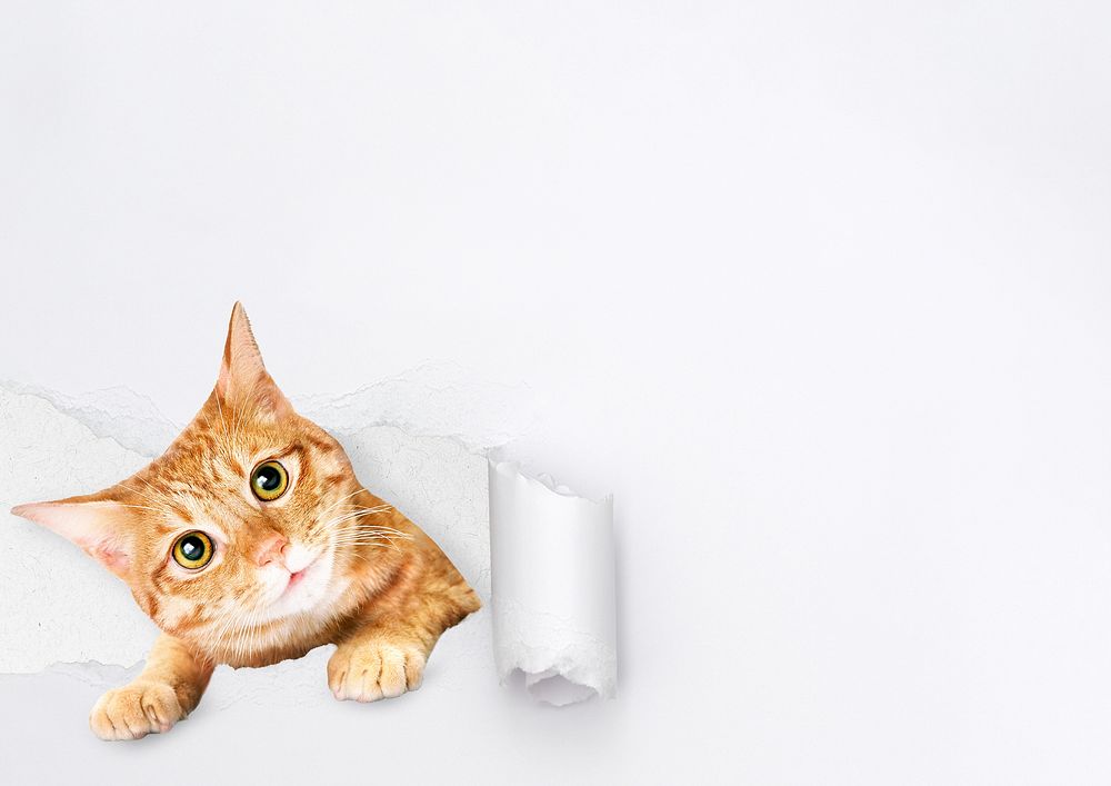 Cute ginger cat background, torn paper