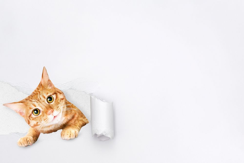 Cute ginger cat background, torn paper