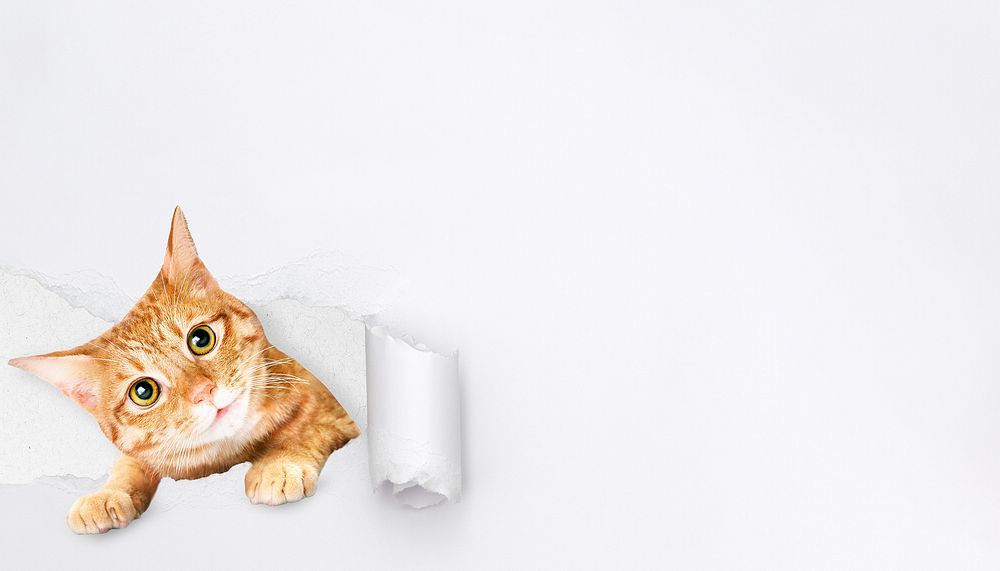 Cute ginger cat background, torn paper