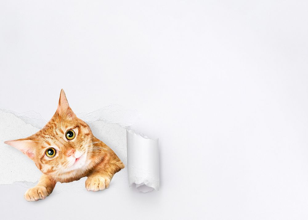 Cute ginger cat background, torn paper