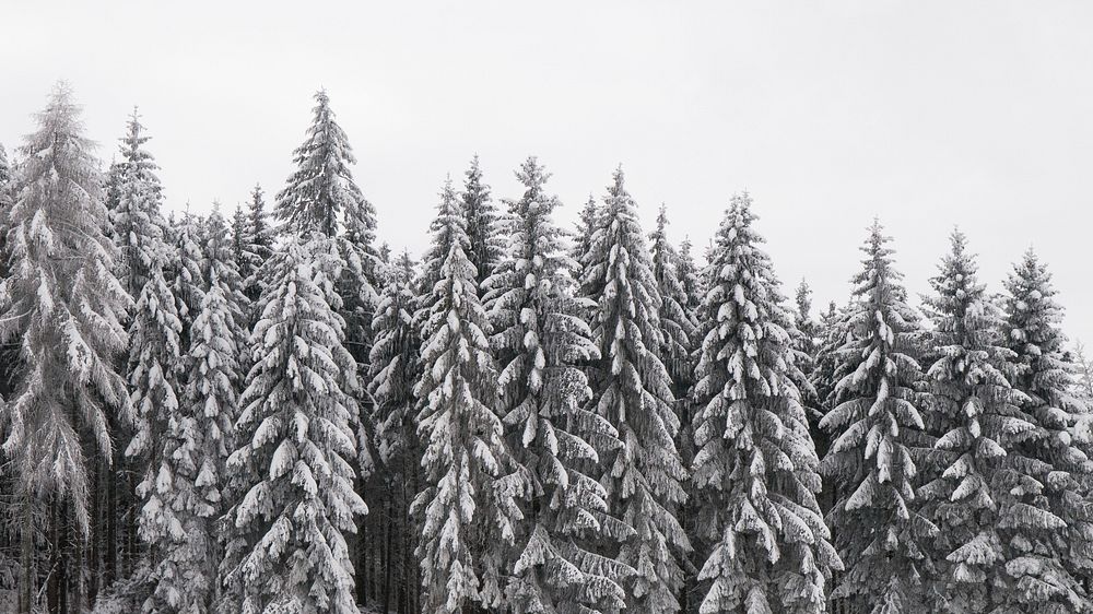 Snow pine forest HD wallpaper, winter aesthetic