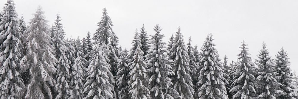 Snow pine forest background, winter aesthetic