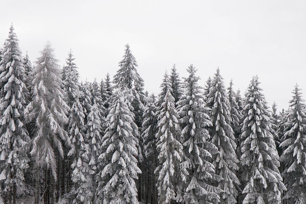 Snow pine forest background, winter aesthetic