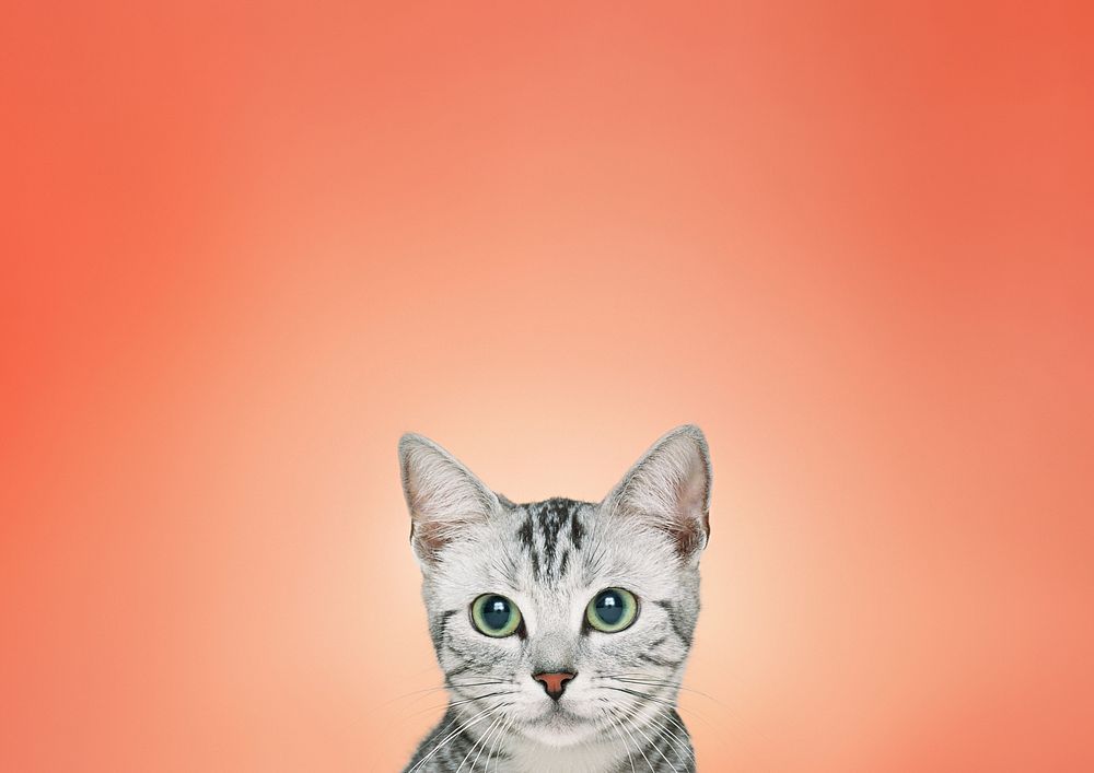 British Shorthair cat background, pet animal border