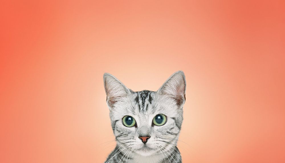 British Shorthair cat background, pet animal border