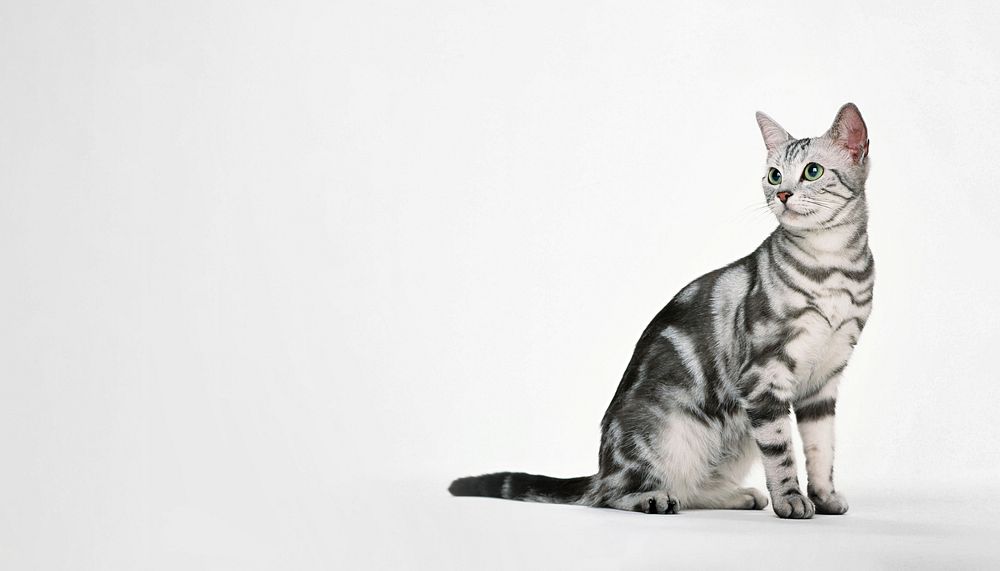 British Shorthair cat background, pet animal border