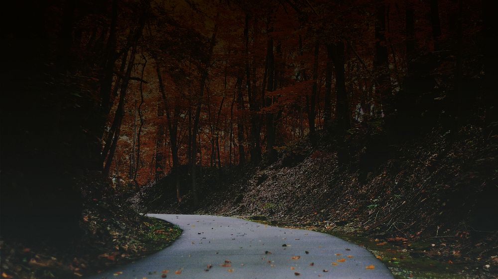 Dark maple forest HD wallpaper, Autumn aesthetic