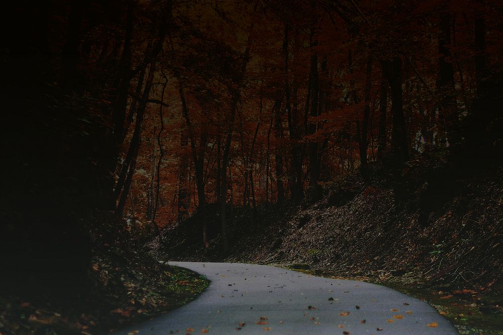 Dark maple forest background, Autumn aesthetic