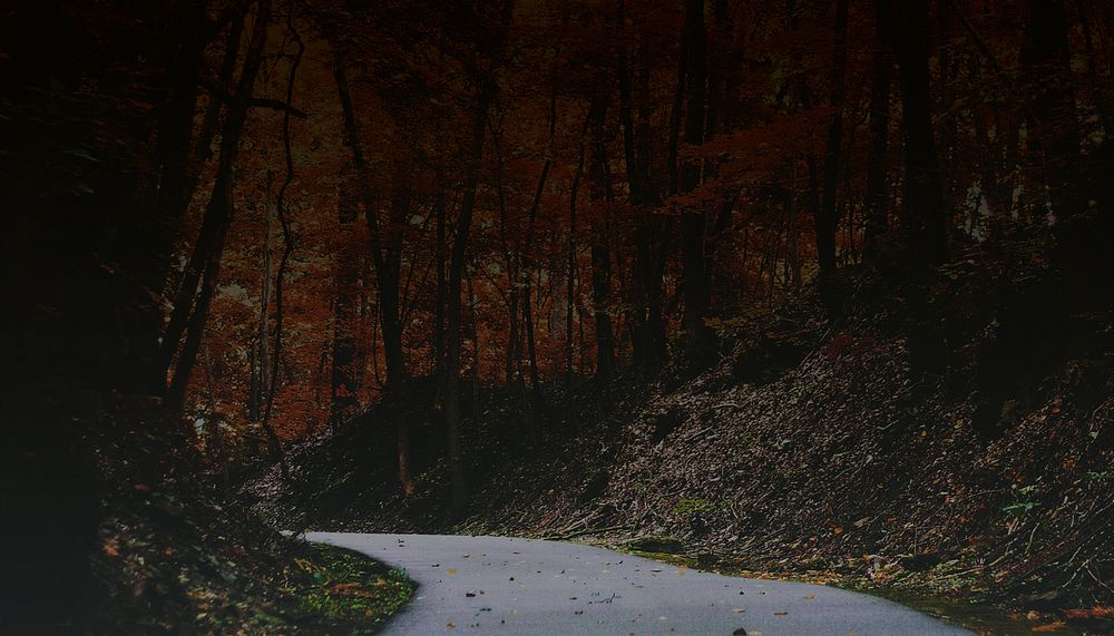 Dark maple forest background, Autumn aesthetic