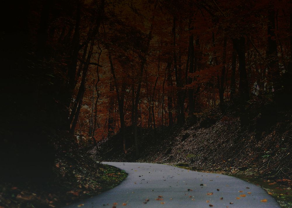 Dark maple forest background, Autumn aesthetic