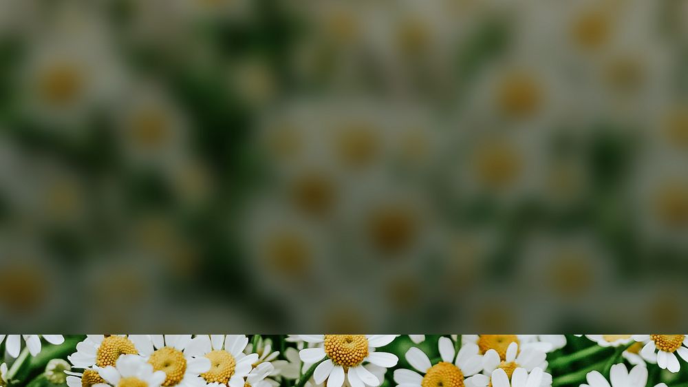 White daisy flower desktop wallpaper