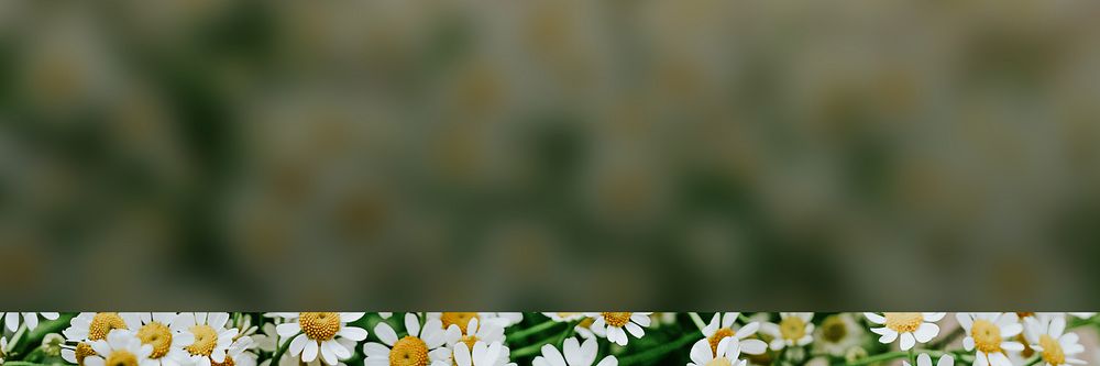 White daisy flower blog banner
