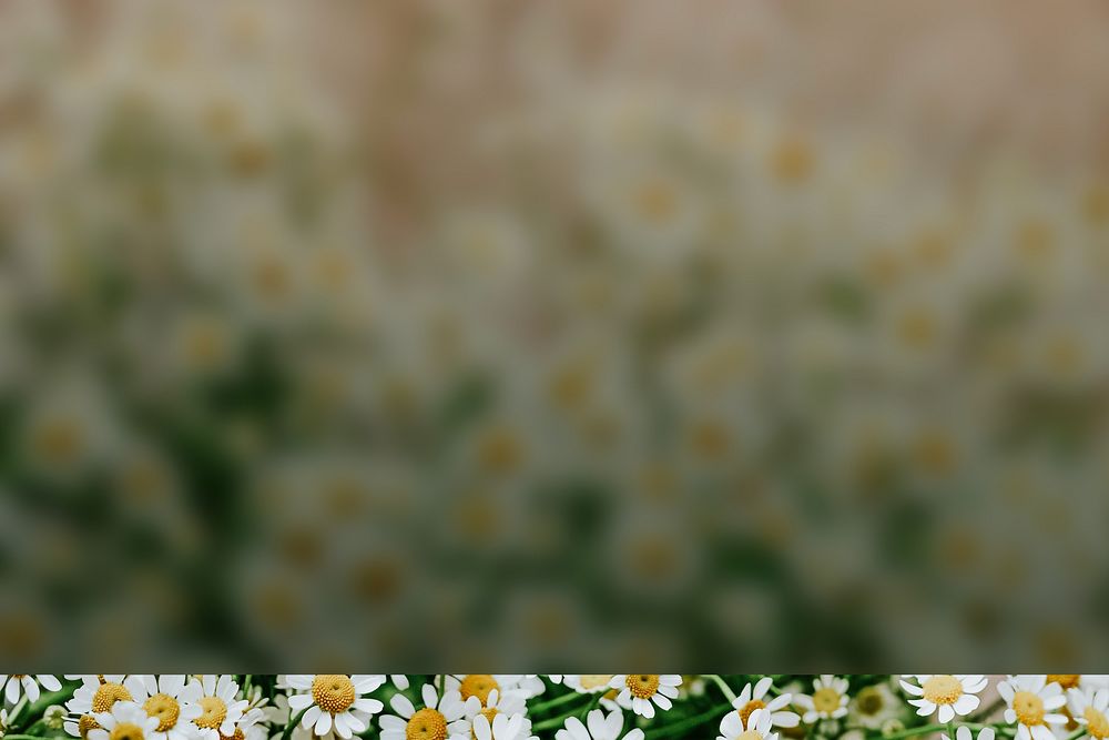 White daisy flower background