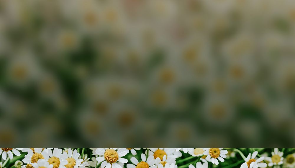 White daisy flower background