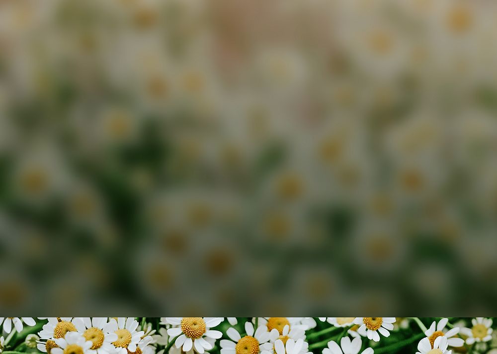 White daisy flower background