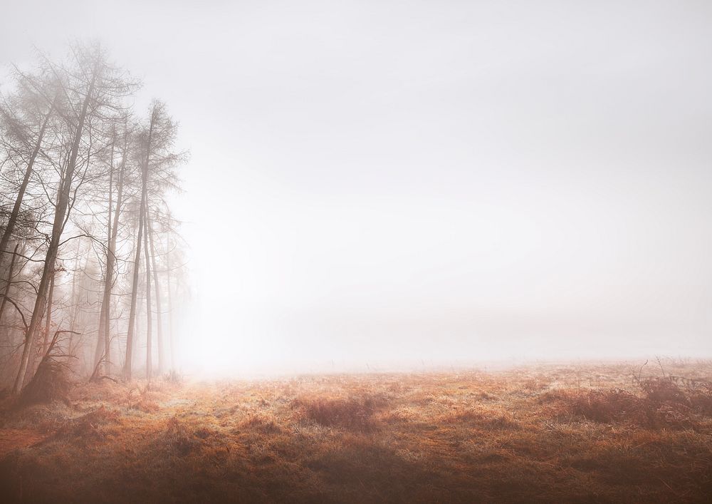 Misty woods background, grass field border