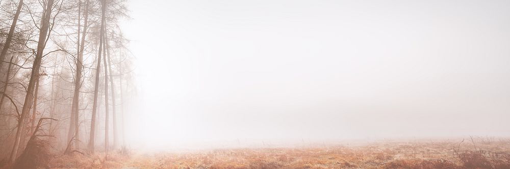 Misty woods background, grass field border