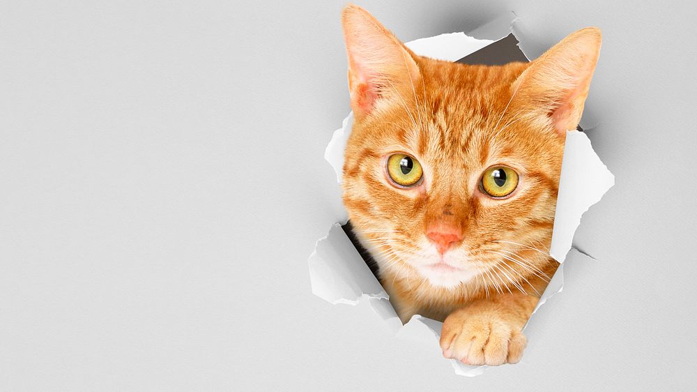 Ginger cat HD wallpaper, pet animal border