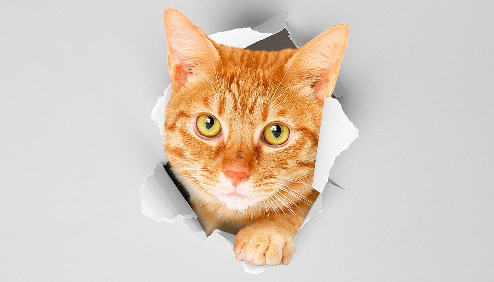Ginger cat background, pet animal border