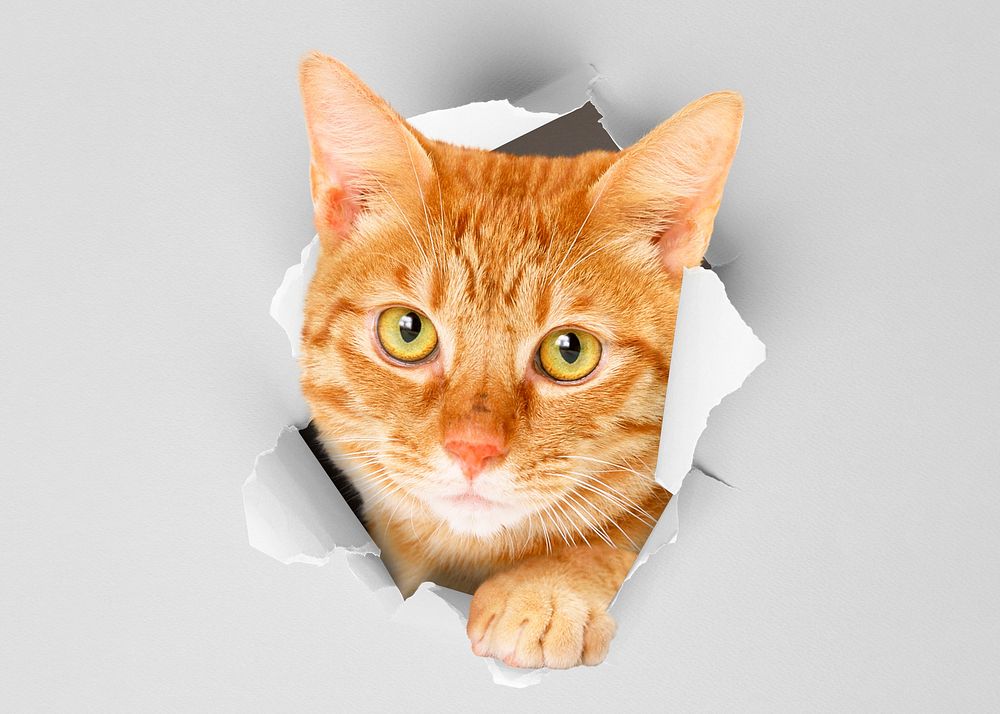 Ginger cat background, pet animal border