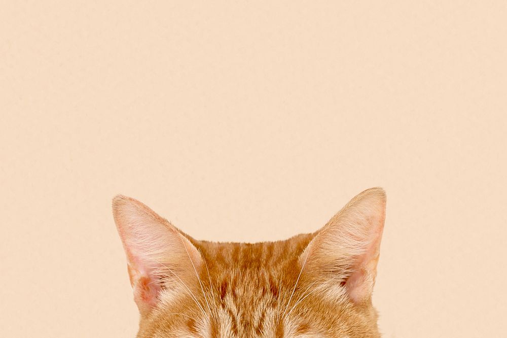 Ginger cat ears border background