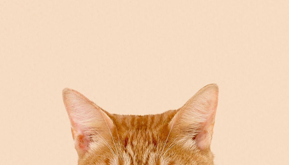Ginger cat ears border background