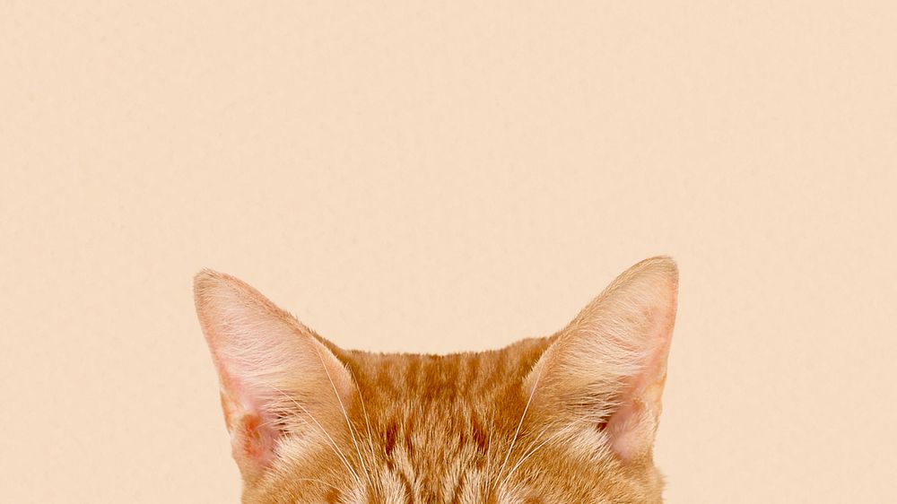 Ginger cat ears border HD wallpaper