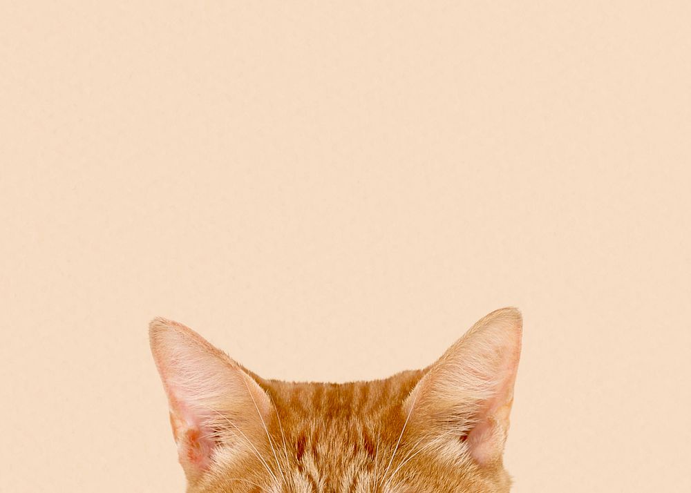 Ginger cat ears border background