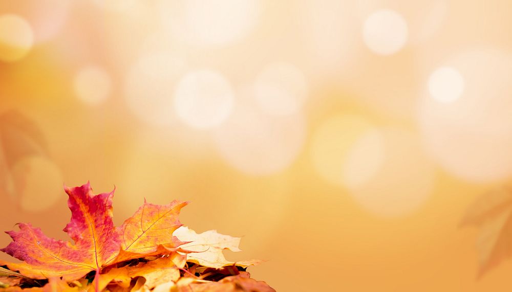 Maple leaf border background