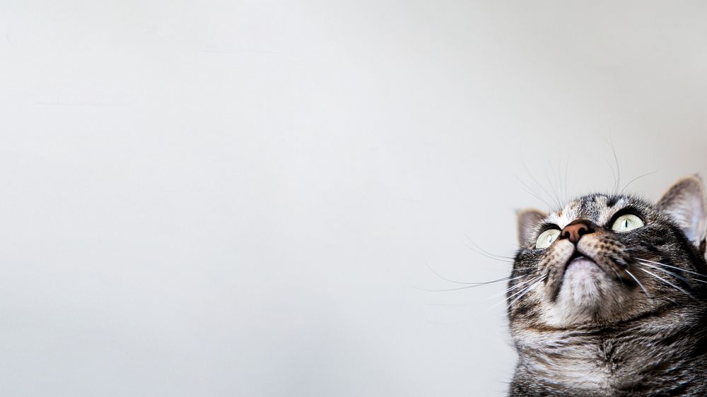 Cute cat border HD wallpaper, pet animal image