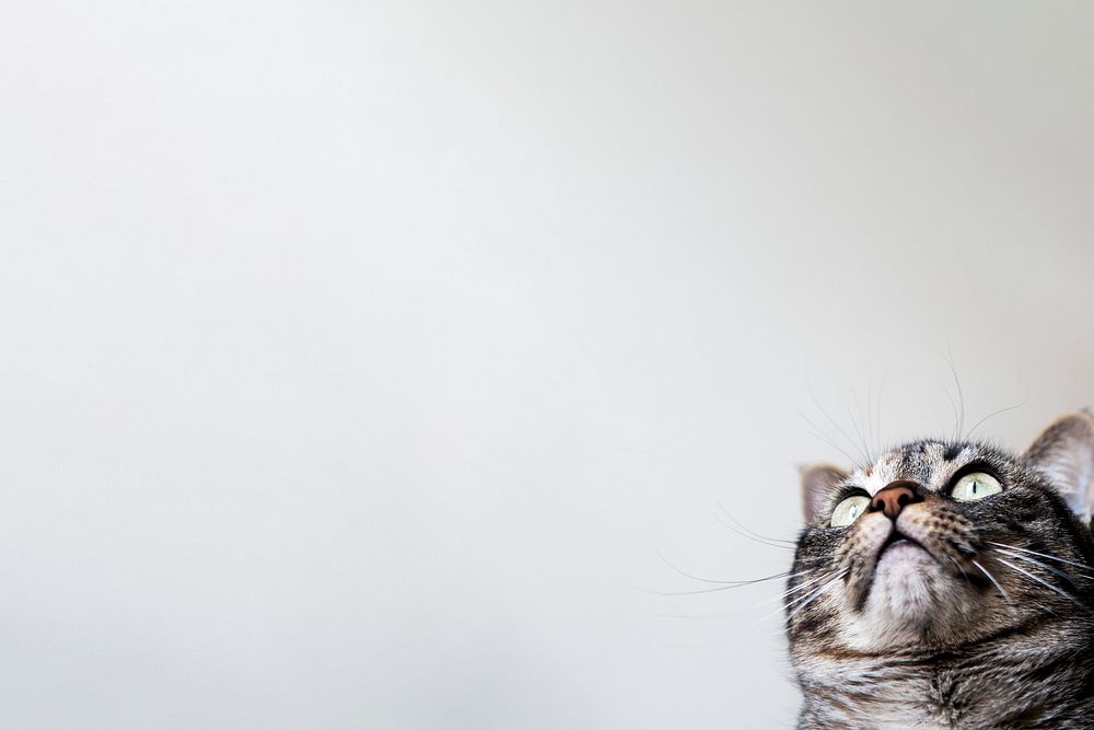 Cute cat border background, pet animal image