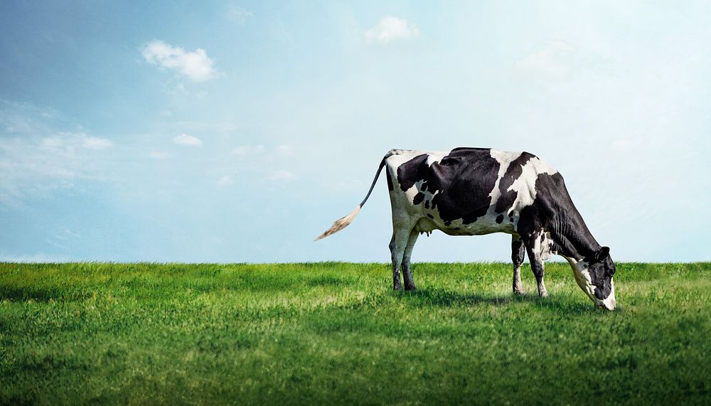 Cow grazing grass background