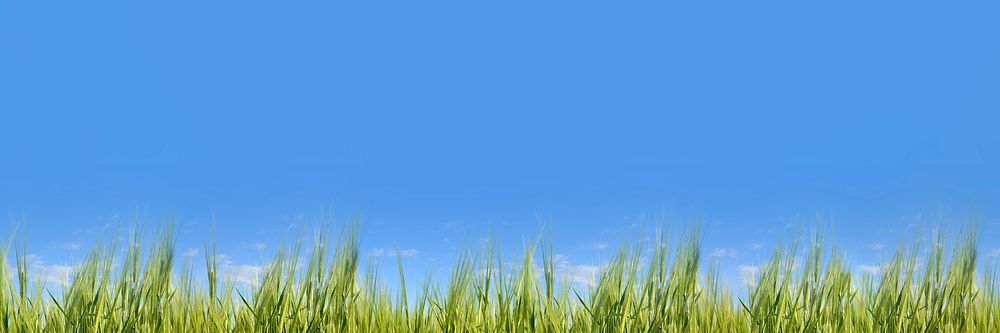 Blue sky background, grass field border