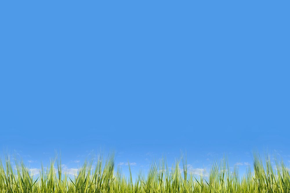 Blue sky background, grass field border