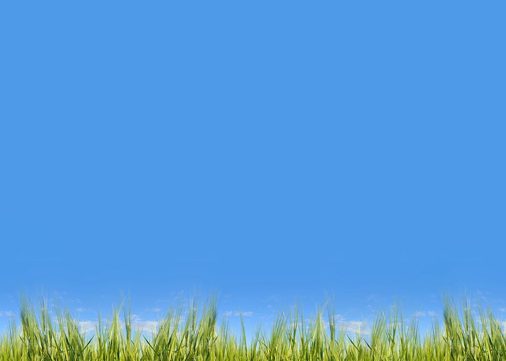 Blue sky background, grass field border