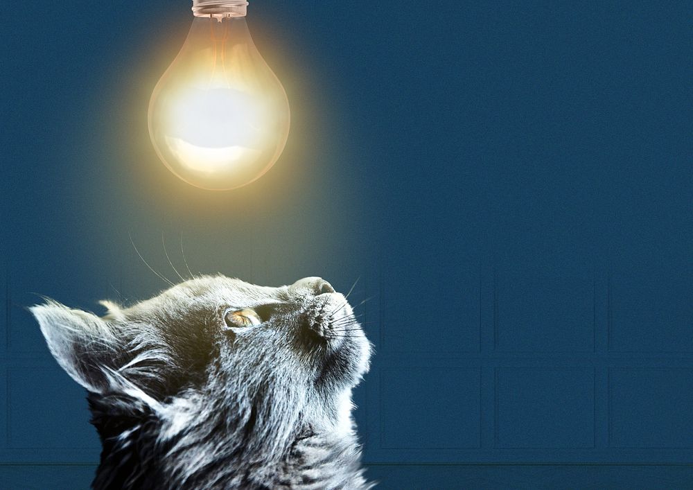 Black cat border background, light bulb image