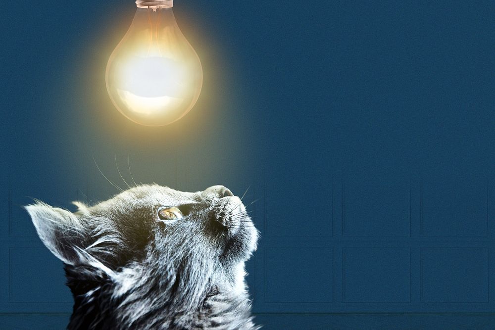 Black cat border background, light bulb image