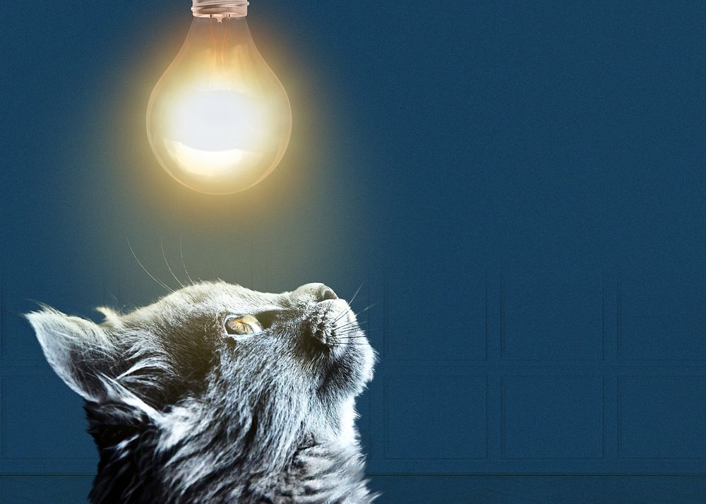 Black cat border background, light bulb image