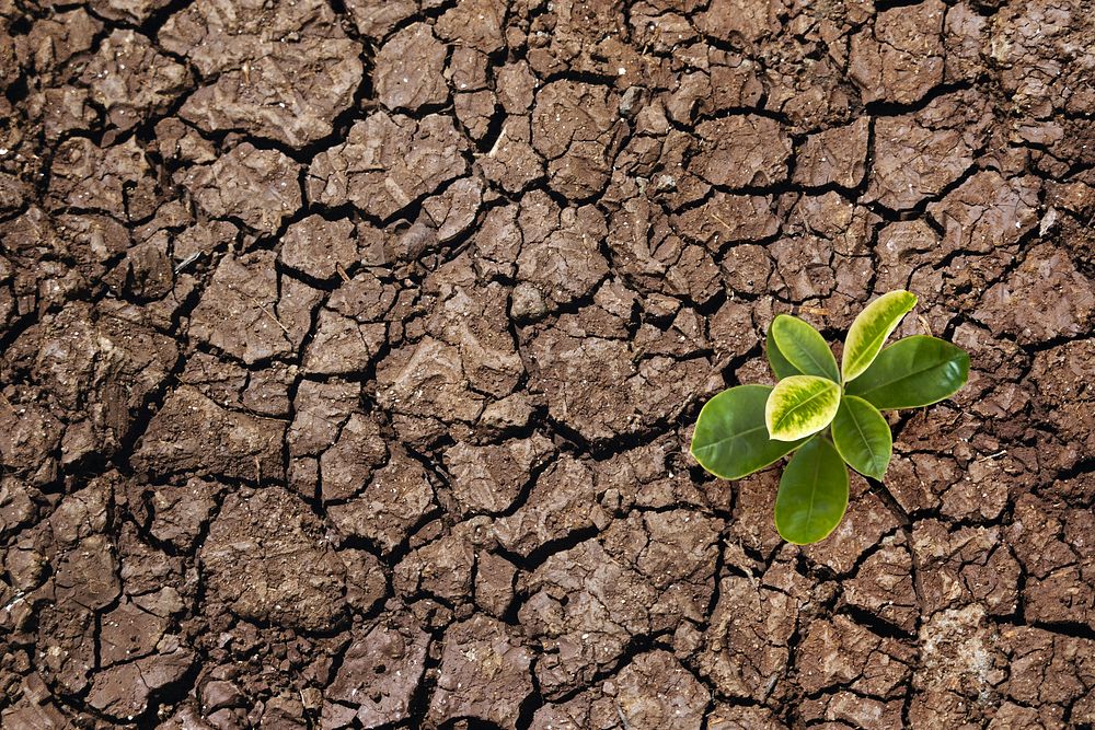 Growing plant background, on cracked ground