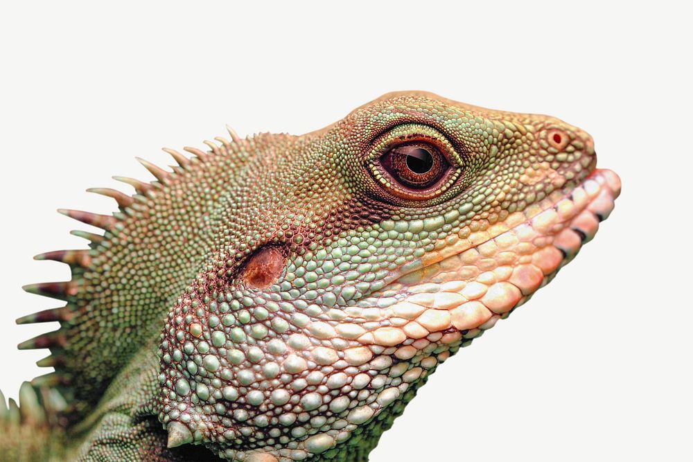 Green iguana head psd