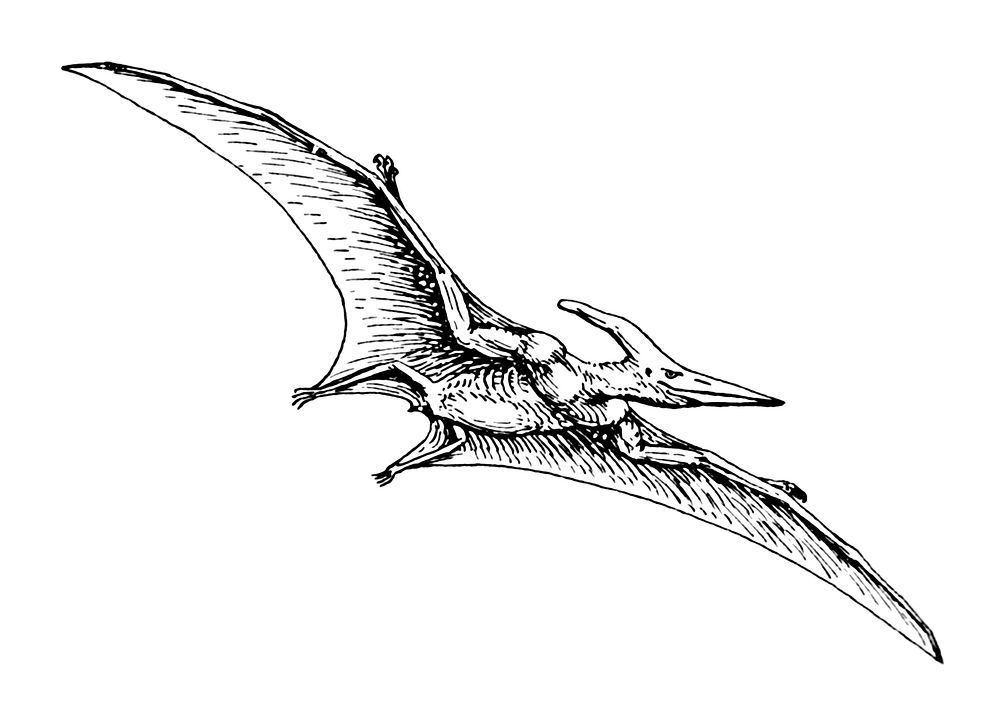 Line art drawing of Pteranodon.