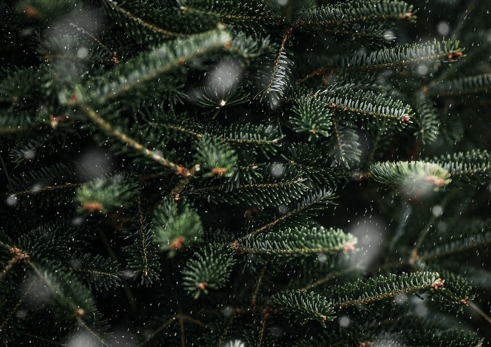 Green winter pine tree background
