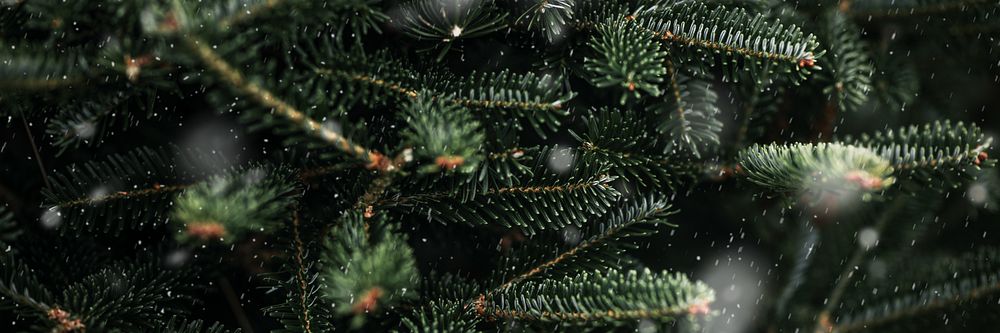 Green close-up Christmas tree background