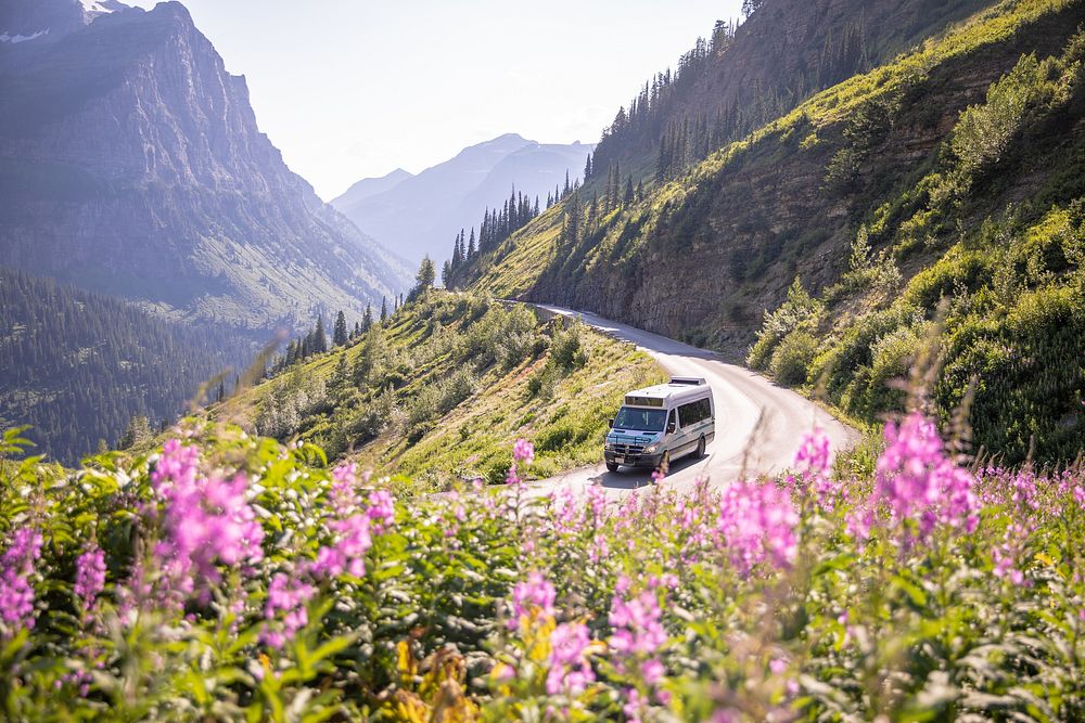 Fireweed Blooms along Going-to-the-Sun Road. Original public domain image from Flickr
