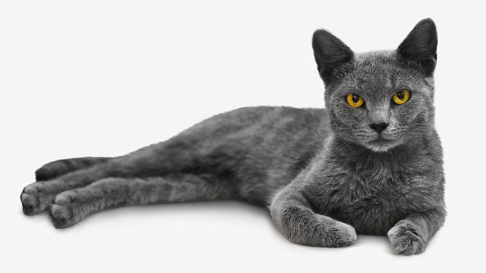 Gray cat isolated image on white