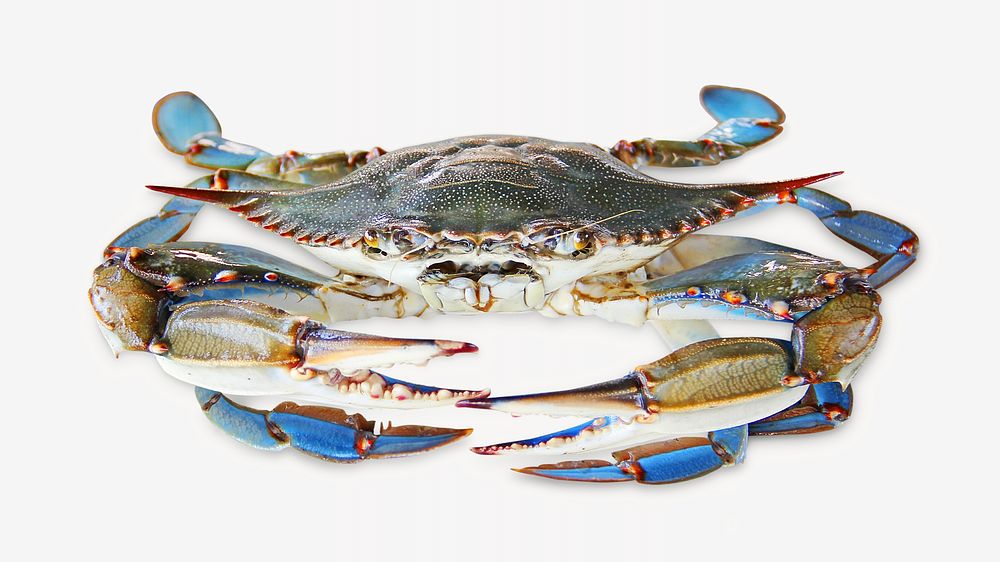 Crab marine animal, seafood isolated image