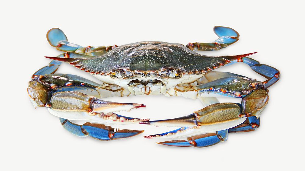 Crab colorful marine animal, seafood psd