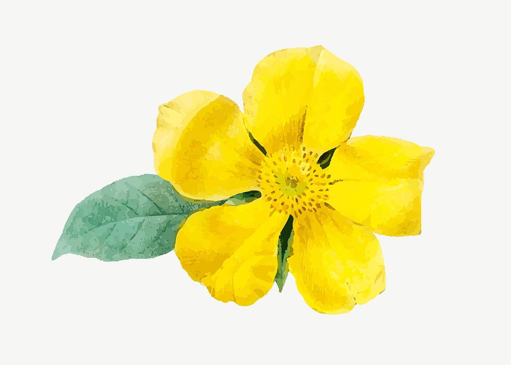 Yellow hibbertia flower illustration psd
