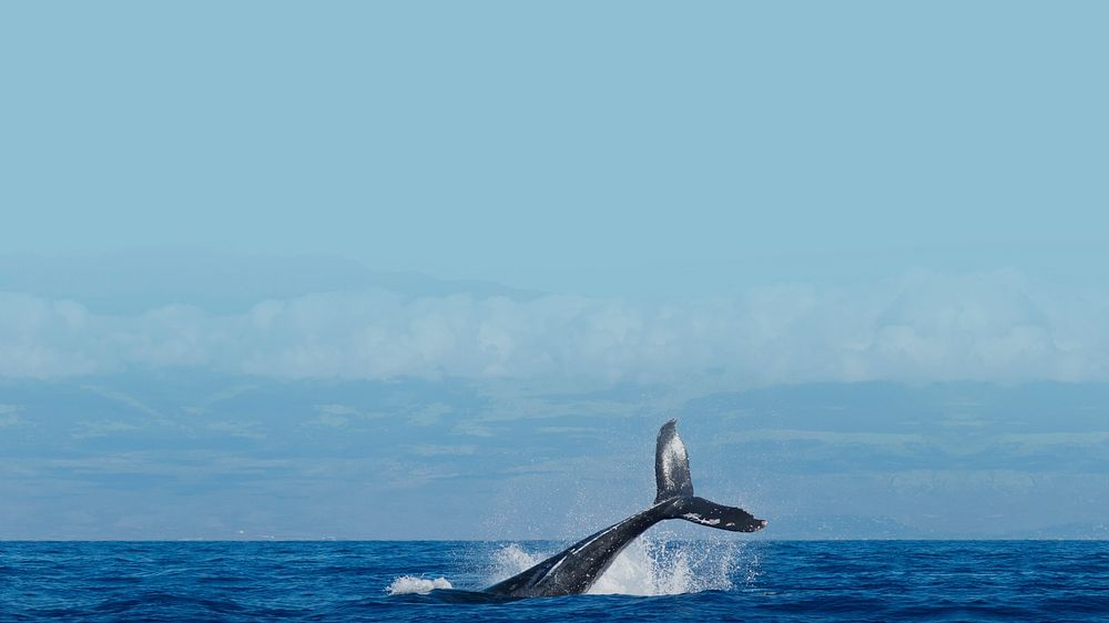 Whale in ocean desktop wallpaper