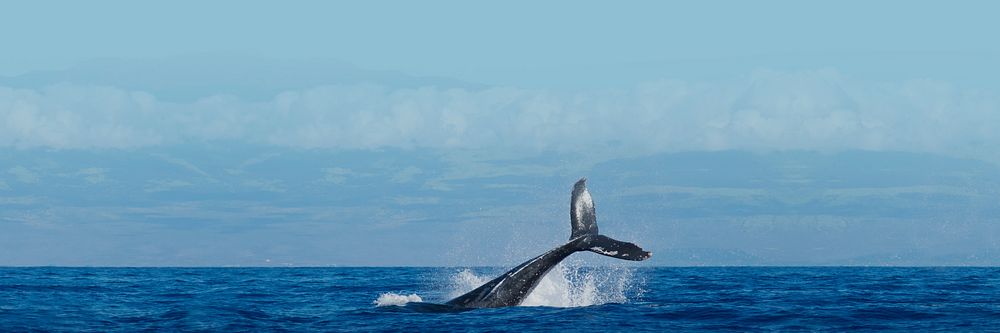 Whale in ocean background for banner